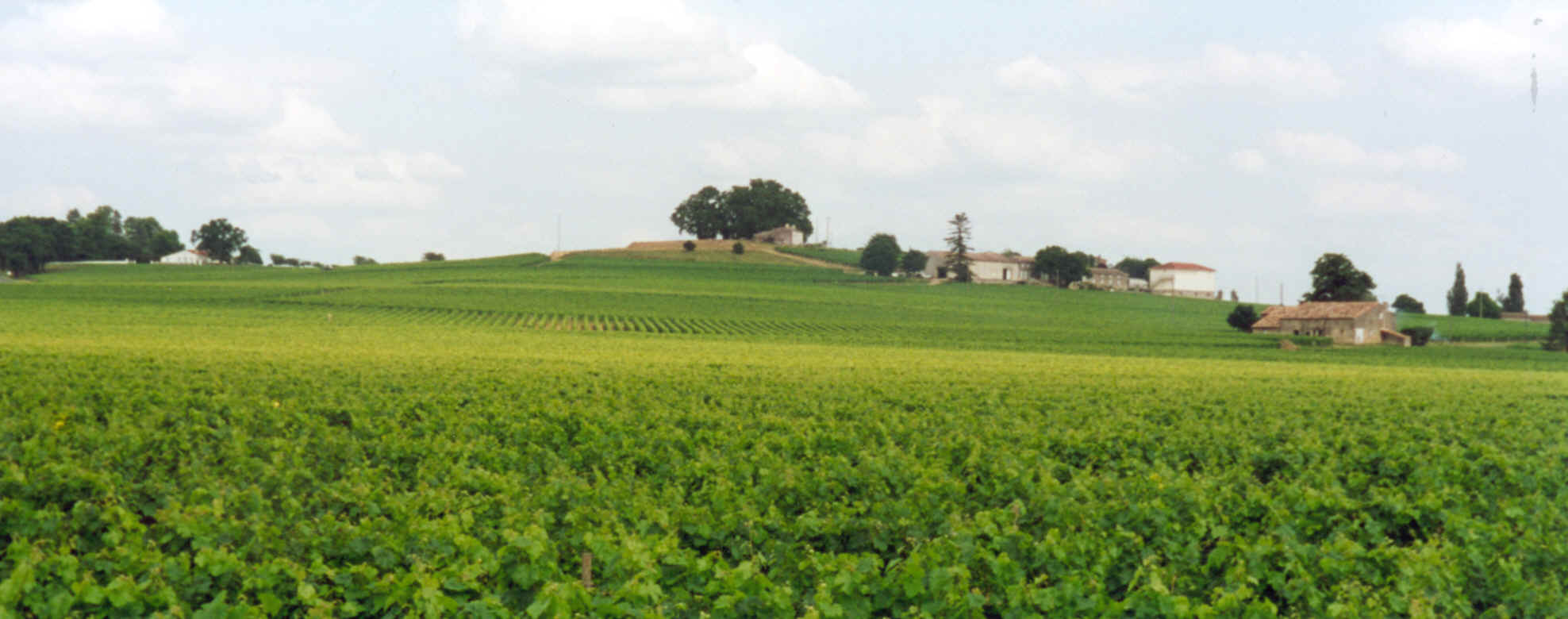 Exploitation Château Montaiguillon