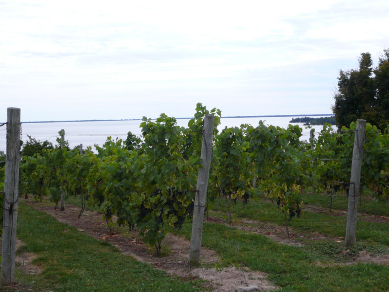 Vignes en Ontario