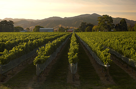 Vin et vignoble de Nouvelle-Zélande