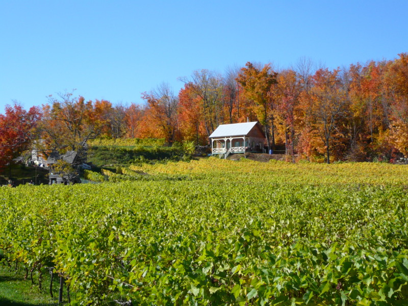 Vignoble au Québec