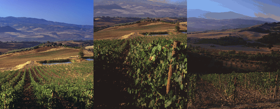 Vignoble Casanova di Neri